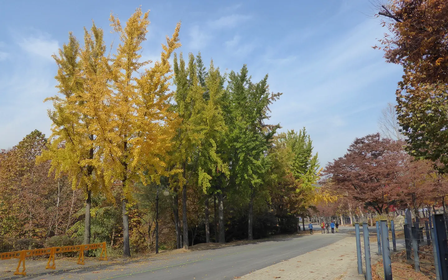 Autumn trees lining a path at Seoul Grand Park.