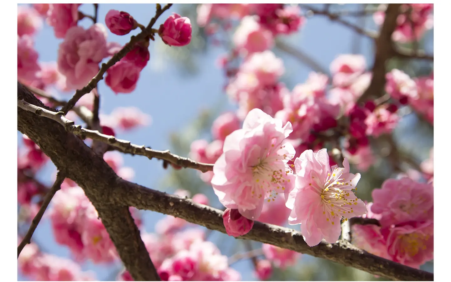 Pink spring blossoms against a blue sky in Seoul.