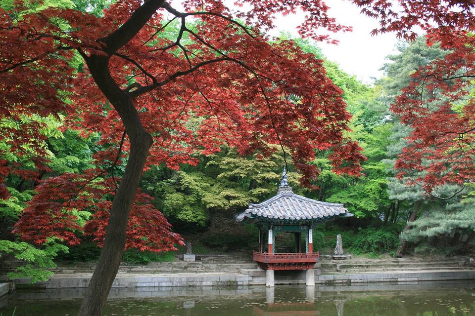 Aeryeonjeong pavilion surrounded by lush green and early autumn foliage in the Secret Garden of Changdeokgung Palace, Seoul.